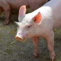 Stižu slave, prasići poskupeli! Evo koliko sada koštaju i kako se kreću cene stoke