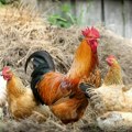 Eutanazirano 62.000 primeraka živine: Ptičiji grip "napao" farme u Srpskoj, nadležni poručuju: Nema mesta panici