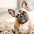 Buldog progutao 55 komada krek kokaina: Pas upao u apstinencijsku krizu, vlasnica uhapšena