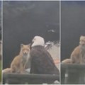 Prizor sa Aljaske koji ostavlja bez teksta: lisica i orao dele sto za piknik (video)
