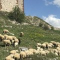 Severna Makedonije: Grom ubio 95 ovaca na planini kod Velesa