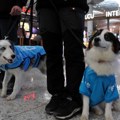 Psi umesto bensedina na aerodromu u Istanbulu