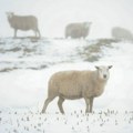 Švajcarski uzgajivači ovaca protestovali jer gube ovce zbog vukova