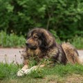 Nakon Sarajeva i iz Banjaluke najavili proteste zbog mučki ubijenog psa: Predložen pritvor za ubicu životinje