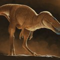 Otkrivena nova vrsta dinosaurusa koja „ispravlja“ porodično stablo zloglasnog triranosaurus reksa