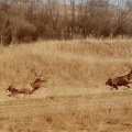 Sve što dotaknu, unište! Ne plaše se ljudi, ni pasa! Meštani oko srpskih planina zabrinuti, trpe veliku štetu