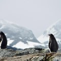 Fatalan ptičji grip preti da zbriše život na Antarktiku: stopa smrtnosti i do 100 odsto