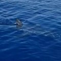 Najbrži predator na svetu viđen kod Boke Kotorske?! Mnogi tvrde da je na snimku velika bela ajkula, oglasio se stručnjak