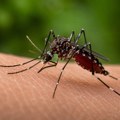Tri pacijenta u kritičnom stanju zbog groznice Zapadnog Nila u Severnoj Makedoniji