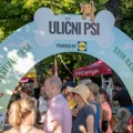 Ulični psi, Festival pasa svih rasa: Kalemegdan 16.do 18.jun