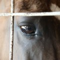 Uznemirujuć snimak zlostavljanja konja u Karlovcu: Jadnu životinju brutalno tukli letvom i prenosili uživo