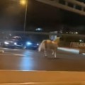 VIDEO Galopirao u kontra-smeru: Konj usred prometne saobraćajnice u Beogradu
