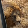 Horor u Nigeriji: Čuvar brinuo o lavu od kad je rođen, ali jedan trenutak nepažnje bio je koban