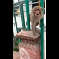 Šta se dogodi kad na Nepalu snimate majmuna (video)