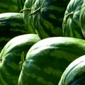 Kako odabrati pouzdano slatku lubenicu? Iskusni uzgajivač kaže da zaboravite na kuckanje i otkriva ovo je pravi način da…