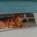 Veterinar objasnio zašto ljubimce ne bi trebalo ostavljati same kod kuće