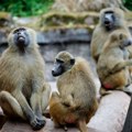 Zoološki vrt ubio 12 zdravih pavijana uprkos protestima