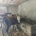 Do 30. septembra prijave za subvencije za krave za uzgoj teladi