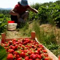 Jagode će biti duplo krupnije ako u maju u zemlju dodate ovaj prirodan sastojak