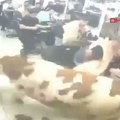 (Video) Haos u Istanbulu! Pomahnitali bik razbio izlog i uleteo u frizerski salon: Ljudi u panici bežali iz objekta