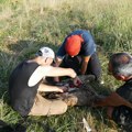 Srpski ornitolozi prstenovali beloglave supove u Bugarskoj