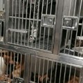 Otkriven organizovani lanac trgovine životinjama Krijumčari rasnih pasa otkriveni na Gradini
