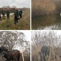 Moćne životinje stigle na Obedsku baru: Sada je pred njima važan zadatak