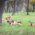 Građani Kosovske Mitrovice muku muče s psima lutalicama, a rešenja nema: "Mora da postoji neko rešenje za ovu našu…