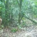 Nikad viđen prizor u šumi Kamera uhvatila legendarnog predatora, snimak ledi krv u žilama! (video)
