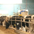 Rast cena tovnih bikova i junadi SM rase, tovne svinje jeftinije: Evo detaljnog izveštaja sa stočnih pijaca u Srbiji