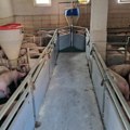 Meso sve skuplje, svinje sve jeftinije – ceh plaćaju farmeri i potrošači