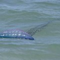 Ovo smrtonosno stvorenje se sve češće pojavljuje na plažama: Naučnici veruju da se širi i jedna stvar ih brine