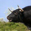 Бик убио човека! Стравична несрећа у Горњем Таванкуту