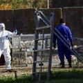 Uzbuna u Australiji: Otkriven smrtonosni soj ptičjeg gripa H5