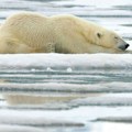 Videli polarnog medveda kako drema na Svalbardu, pa odlučili da ga probude: To ih je skupo koštalo!