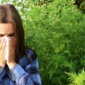Koncentracija polena ambrozije u Beogradu i do 11 puta iznad graničnih vrednosti
