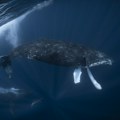 Prvi put ikada zabeleženo: Snimak kitova kako imaju intimne odnose, šokirao naučnike: "Držao ga je perajima, prodirao je u…