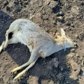 Pronađeno 19 uginulih srna u ataru u okolini Kikinde