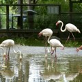 Novi zoološki vrt i zabavni park na Adi Ciganliji: Na 28 hektara biće igrališta, vozić, panoramski točak, prostor za…