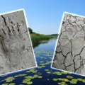 Obedska bara pod opsadom: Fotoklopke, dronovi, noćne kamere... Svi tragaju za velikom lutajućom zveri koja je ušla u ravnicu!…
