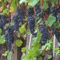 Podrška vinogradarima i do 80 miliona dinara