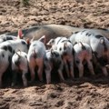 Podravka Agri: Vraćaju se svinje na farmu Sokolovac
