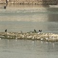 Dunav na najnižem nivou u poslednjih 120 godina: Ugroženi hidrosistem DTD, poljoprivreda i vodosnabdevanje