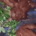 Kako je pet mladunaca orangutana završilo napušteno u Indiji? (VIDEO)