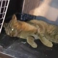 Divlja mačka pronađena kod niša: Povređena je i ne može da pomera noge! Evo kako da je prepoznate i da li je opasna (foto)