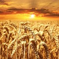 EU uvodi carine na uvoz ruskog žita