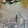 Mrtvi golubovi u fontani u Zaječaru: Čišćenje počelo nakon poziva redakcije Danasa inspekciji