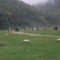 Bojevo gađanje tokom maja: Oglasila se policija u Vranju