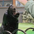 Oglasili se iz beogradskog Zoo vrta nakon smrti foke Berta