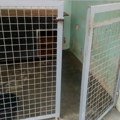 Uznemirujući snimak iz okoline Šapca: Pas jede mrtvog psa u azilu, scena je stravična, meštani zvali policiju